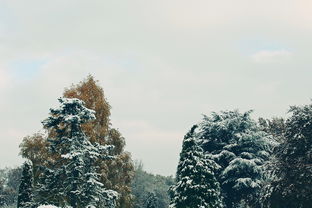 什么雪却输梅一段香，什么雪却输梅一段香的上一句