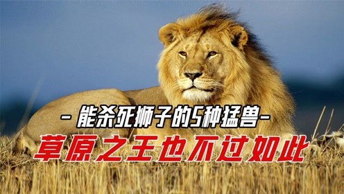 5种能杀死狮子的猛兽,一脚可以踢断狮子肋骨,万兽之王不过如此