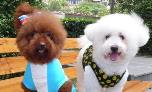 比熊和泰迪这两种犬种,哪种比较适合家养 它们的区别你知道吗