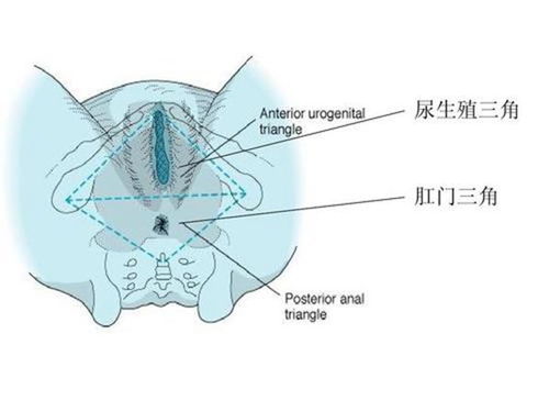 圆脸应该怎么分三角区?