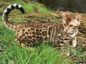瑞士国际猫展 十大最贵猫排行,活得不如一只喵 