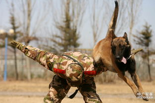 武警部队警犬是现行主要装备 一只可抵20名士兵 