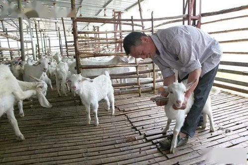养羊不是你想养就能养 避免这几个 坑 助力养羊好收益