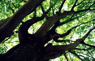 开心树怎么养,养出健康快乐的小树——开心树的养护秘籍