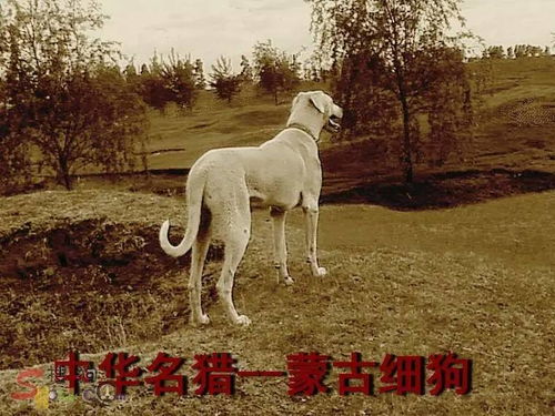 中华名猎 蒙古细犬 