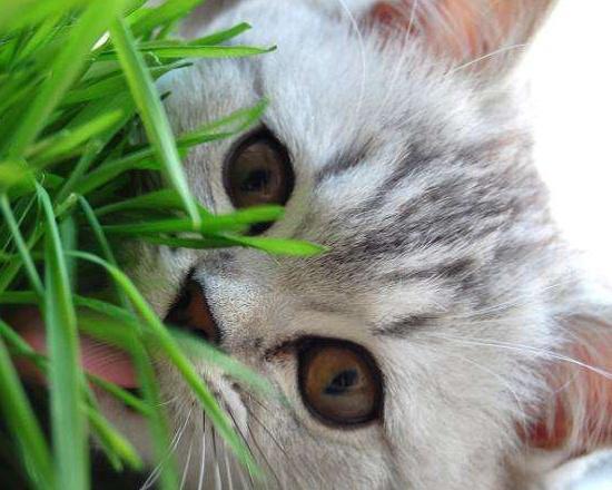 猫咪吃草很正常,但是啃盆栽的坏习惯可不能惯着,喂投猫草要留心