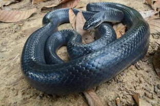 动物趣闻 蟒蛇怕蛇毒吗,有哪些蛇类免疫蛇毒 