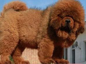 图 出售顶级藏獒 名獒后代 骨量大 实物图片全国包邮 上海宠物狗 