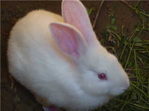 兔子 请大家看看这是什么品种的兔子 