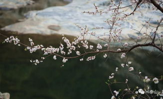 忽逢桃花林,夹岸数百步,中无杂树,芳草鲜美,落英缤纷