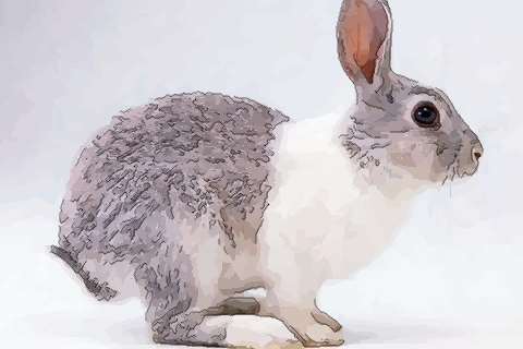 1963年属兔的是什么命,致敬1963年出生的
