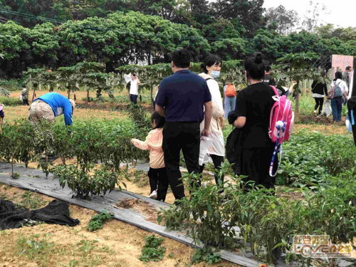 惠州团建特色推荐户外拓展一日游农家乐 