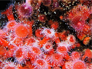 珊瑚虫 搜狗百科 