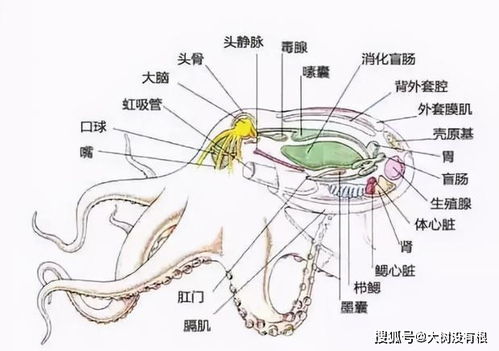 5亿神经元 会做梦,章鱼可能是外星生物 这一个怀疑可能是对的