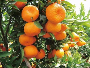 年橘如何种植,年橘种植指南