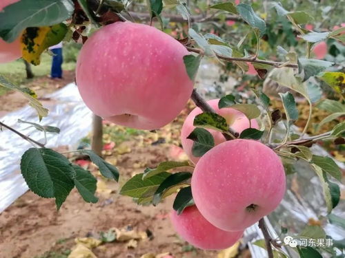 上市的苹果品种越来越多,果农要抓住最佳时机出手,钱落口袋为安