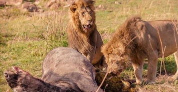 狮子咬开了野牛的肚子,结果狮子崩溃了