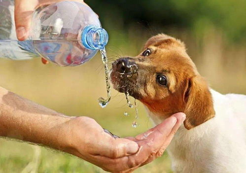 狗喝水还要科普 要的