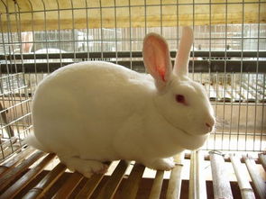 法系成年兔供应商 山东鲁宁种兔养殖基地 