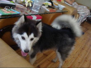 6个月大的阿拉斯加雪橇犬的喂养方式 