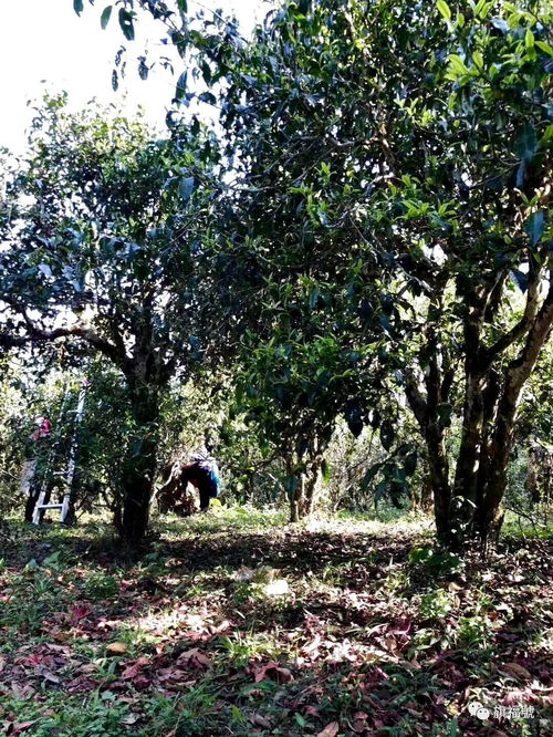 樟香古树茶什么味道,樟香古树茶功效