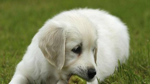 宠物狗喜欢吃蔬菜是什么情况,是需要鼓励还是需要制止