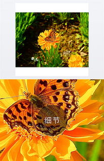 PSD菊花与蝴蝶 PSD格式菊花与蝴蝶素材图片 PSD菊花与蝴蝶设计模板 我图网 
