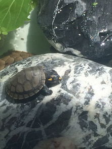 黄头龟睡觉在水底还是水面？