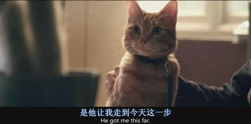 开工第一天,吸猫才是正经事