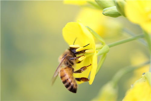 蜜蜂的养殖前景如何 附蜜蜂养殖技术与管理