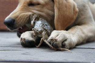 狗可以吃螃蟹了怎么办 