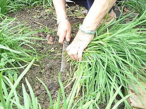 城市绿化为什么不用韭菜 网友 不够吃,怕鸡蛋跟着涨价