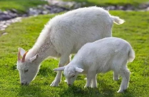 生肖羊特别是79年的,只要熬过 三难 ,未来20年 羊羊得意