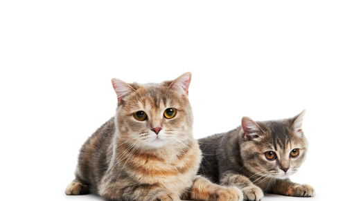 什么是猫杯状病毒,如何治疗及预防,一篇文章告诉你
