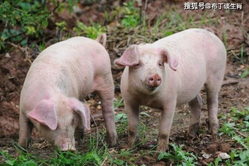 十猪九不全,揭秘 生肖猪 10月往后下半年运势,看完谁不落泪