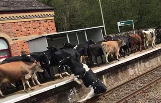 火车站台遭牛群涌入 乘客惊的目瞪口呆