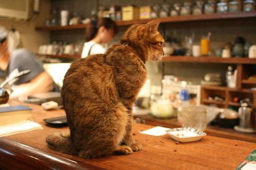 为什么养在 猫咖 里面的猫,普遍不怕人