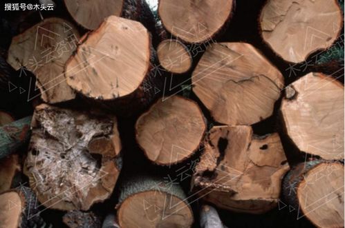 法国 后院起火 ,将面临全球木材供应危机