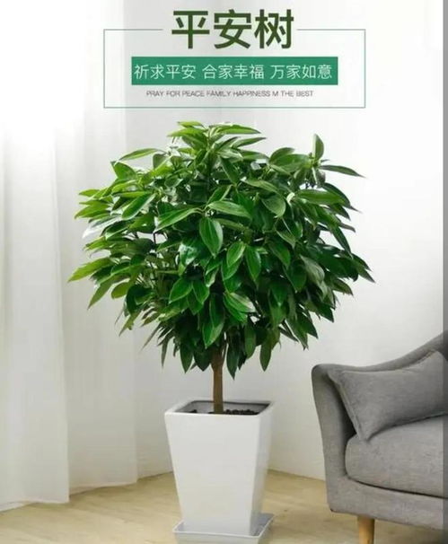 家里绿植怎么弄好看，有哪些适合家里养的既好看又好养的绿植推荐(家里绿植怎样摆放好看)