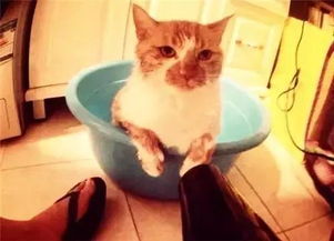 不建议送猫去洗澡吗英文