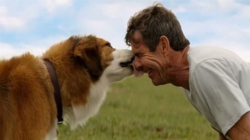 美国感人电影 一条狗的使命 狗狗为了找到主人,投胎转世了四次 