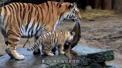 虎妈将小老虎叼在嘴里,近距离向游客炫耀 看 我生的,可爱吧 