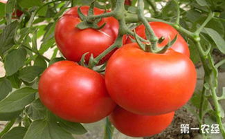 40度高温番茄会不会死 西红柿35度温度会咋样