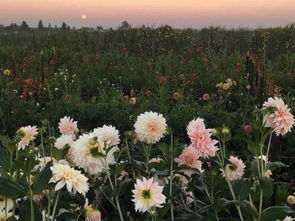 女朋友给发的这是什么花 代表啥意思啊,张家口市花我在张家口是巧合么 