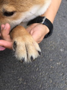 柴犬币预计能涨到多少啊,BGCC能涨到多少钱？ 柴犬币预计能涨到多少啊,BGCC能涨到多少钱？ 应用