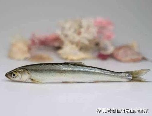 这是中国最好吃的4种鱼,第一种肉质鲜嫩,在北京很受人们欢迎
