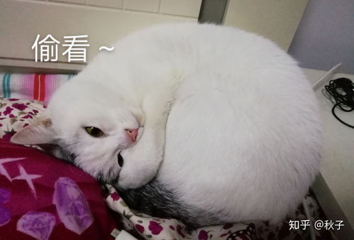 猫咪睡觉为什么会睡着睡着就双手抱头呢 