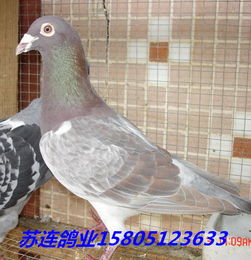 上海哪里有鸽子出售 上海哪里出售鸽子好价格便宜价格 厂家 图片 