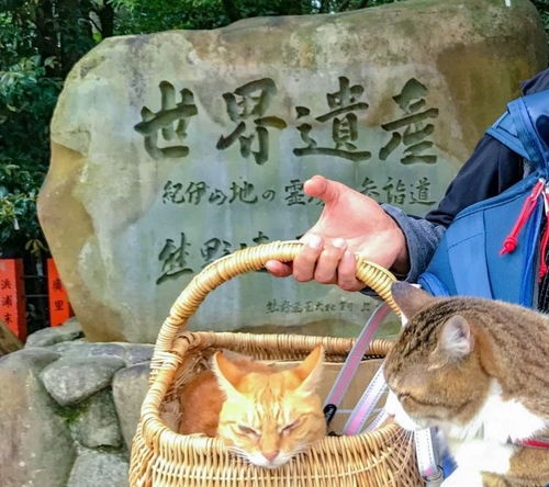 这对日本夫妇带着两只猫旅行,拍出的美照,惊艳了网友
