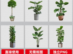 植物盆栽图片素材下载 Png 米粒分享网 Mi6fx Com